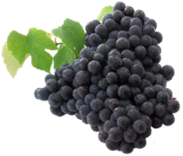 葡萄